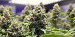 Top High-Yield Cannabis Strains: Indoor and Outdoor Guide