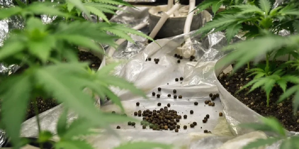 cannabis seeds germination indoor legal USA