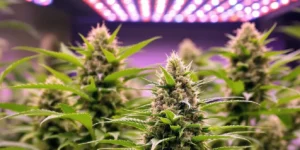 Feminized Seeds for Beginners: Complete Guide