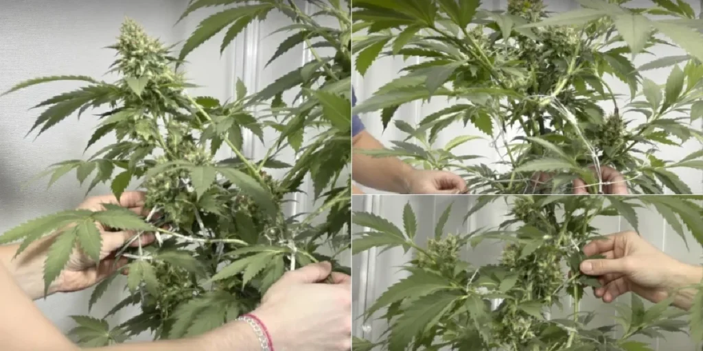 high yield cannabis dense buds heavy production