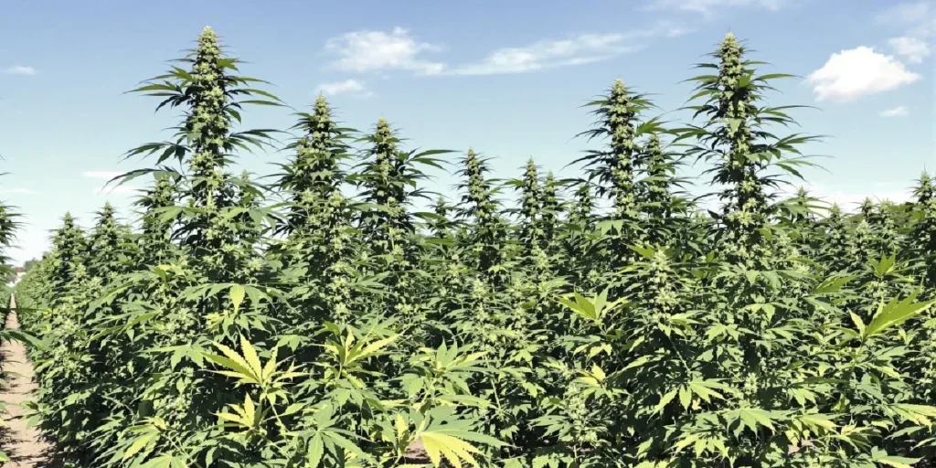 high yield cannabis strains outdoor large scale cultivation