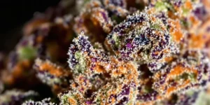 indoor cannabis plants growing exotic weed strains under lights