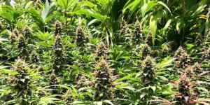 grower managing marijuana strains in hot and humid greenhouse