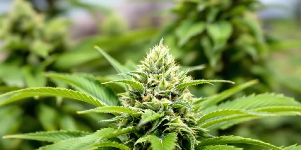 cannabis plant grown from outdoor seeds during flowering stage