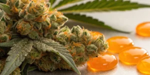 Orange Sherbet auto strain Grow Info