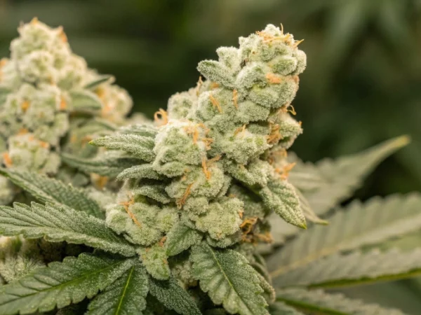 Close-up view of dense, resinous Royal Creamatic Auto buds with creamy and citrus-infused colors.