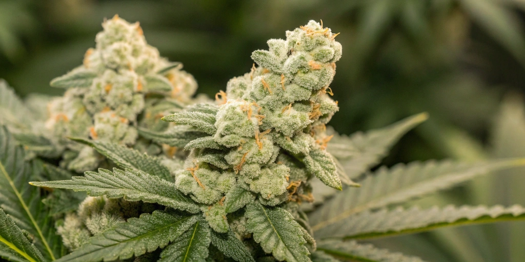 Close-up view of dense, resinous Royal Creamatic Auto buds with creamy and citrus-infused colors.