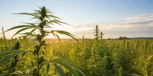 Terpinolene Terpene: Natural Insights for Better Cannabis Cultivation