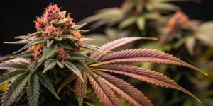 What is the Most Popular Cannabis Buds in Washington State