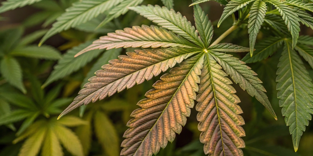 Close-up of wrinkly cannabis leaves displaying texture and stress indicators in a healthy garden setting.