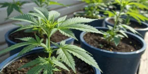Blue Dream Cannabis Seeds: Characteristics and Cultivation Tips