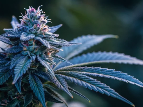 "Close-up of a Blue Mystic bud displaying detailed, sparkling trichomes with blue and purple hues on a dark background."