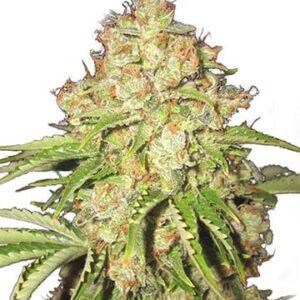 White Rusian Fem Growers Choice Cannabis plant