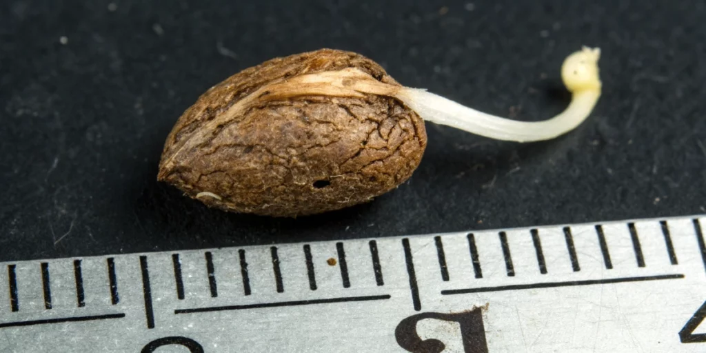A macro shot demonstrating how long do cannabis seeds take to germinate with a taproot and ruler for scale.