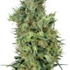Diesel Fem Growers Choice Cannabis Plant