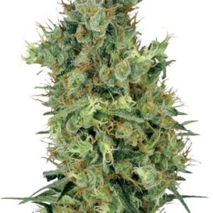 Diesel Fem Growers Choice Cannabis Plant