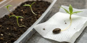 Comparing Paper Towel and Soil for Seed Germination