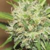 Acapulco Gold Fem Growers Choice Cannabis