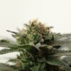 Alaska Thunderfuck Autoflower Growers Choice Cannabis