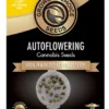 Do-Si-Dos Autoflower Growers Choice cannabis seeds