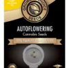 Master Yoda Autoflower Growers Choice Cannabis Seeds