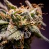 Blue Dream Fem Growers Choice Cannabis