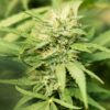 Growers Choice Bruce Banner 3 Autoflower weed