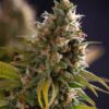 Bruce Banner Fem Growers Choice Cannabis