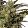 Colombian Gold Autoflower Growers Choice Cannabis