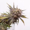 Critical Curple Autoflower Growers Choice Cannabis