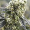 Do-Si-Dos Autoflower Growers Choice cannabis