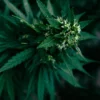 Durban Poison Fem Growers Choice Cannabis