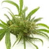 Gorilla Glue Autoflower Growers Choice Cannabis