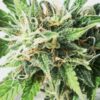Ice Crean Cake Autoflower Growers Choice Cannabis