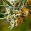 Jamaican Dream autoflower cannabis