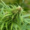 Maui Autoflower Growers Choice Cannabis