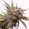 Mimosa Autoflower Growers Choice Cannabis