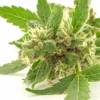 Northern Lights Autoflower Growers Choice Cannabis