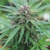 Peanut Butter Breath Autoflower plant