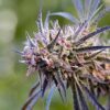 Purple Lemonade Autoflower Growers Choice Cannabis