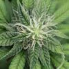 Recon Autoflower Growers Choice Cannabis