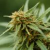 Rutz Autoflower Cannabis