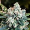 Sour Kush Autoflowering Growers Choice Cannabis