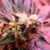 Strawberry Banana Autoflower Cannabis Plant