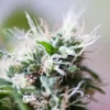 Tangerine Dream Autoflower Growers Choice Cannabis