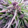 Tropicana Cookies Autoflower Growers Choice Cannabis Plant