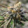 White Tahoe Cookies Autoflower Cannabis