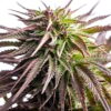 White Widow Autoflower cannabis