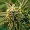 Zoap Fem Growers Choice Cannabis