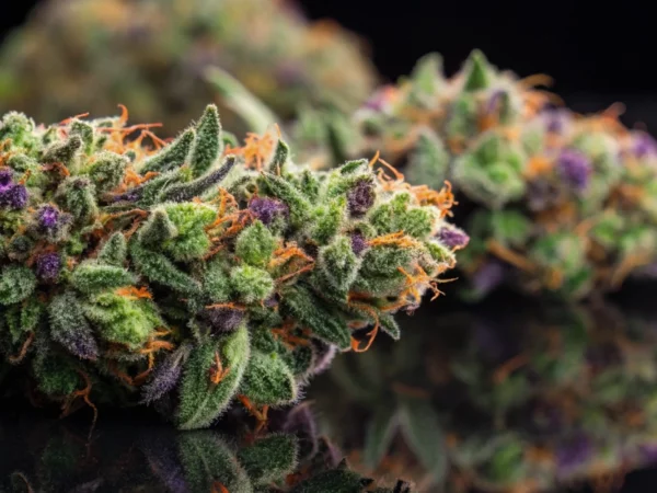 Green Gelato strain buds with thick trichomes and vivid colors on a dark surface.
